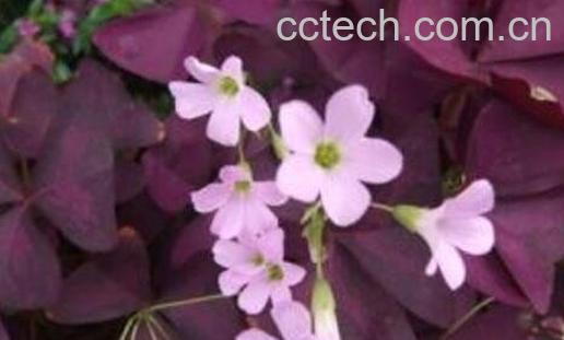 紫叶酢浆草的功效与作用-1