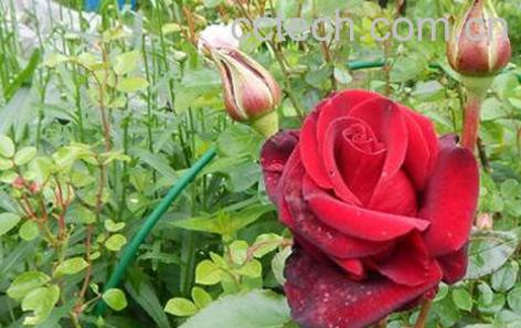 野玫瑰的功效与作用-0