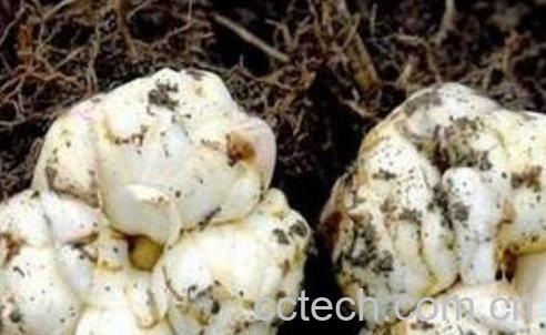 百合花种球的种植方法-0