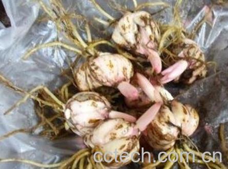 百合花种球的种植方法-1