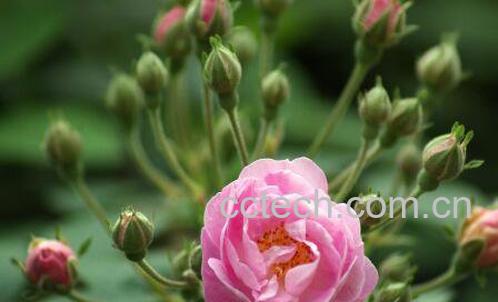 野玫瑰的功效与作用-1