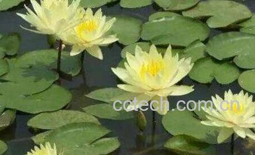 睡莲的种植方法 睡莲怎么养殖的方法-0