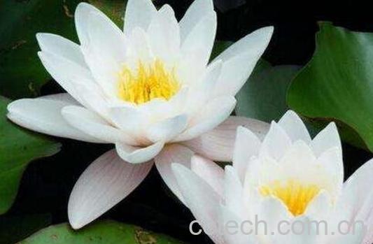 如何养殖块状睡莲-0