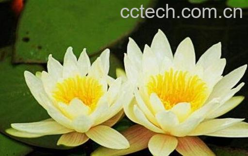 睡莲的种植方法 睡莲怎么养殖的方法-1