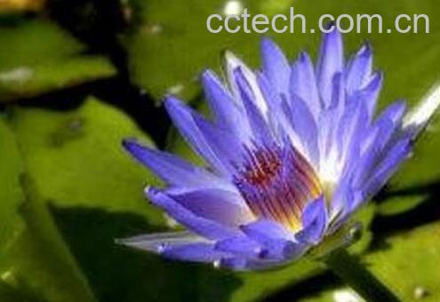 如何养殖块状睡莲-1