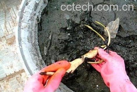 碗莲藕根的种植方法-0