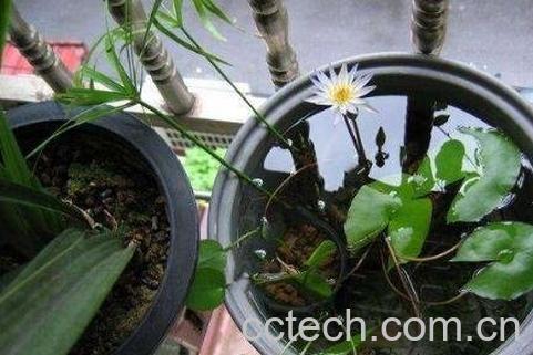 碗莲藕根的种植方法-1