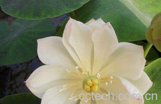 碗莲发芽后怎么养 碗莲入土方法图解-0