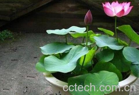 碗莲发芽后怎么养 碗莲入土方法图解-1