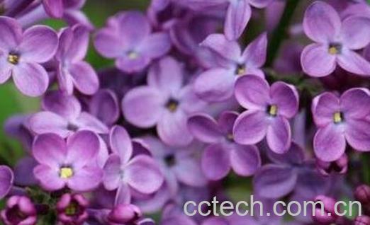 丁香花种子种植方法-0