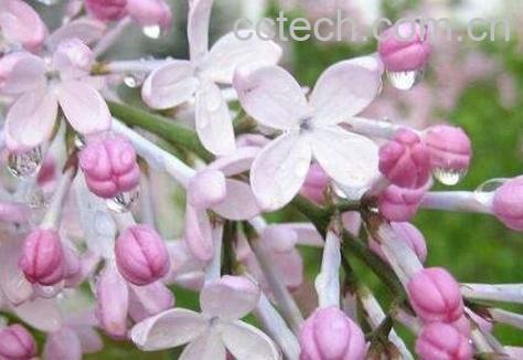 丁香花种子种植方法-1