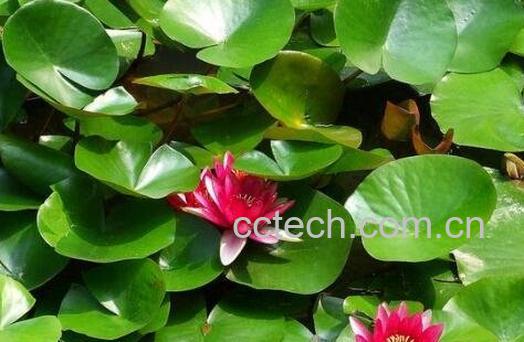 盆栽睡莲的养殖方法-1