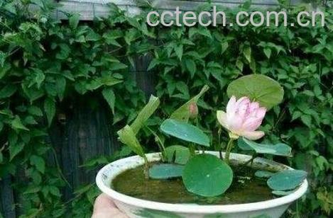 碗莲的种植方法和技巧-1