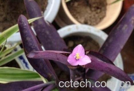 紫鸭趾草的功效与作用-0