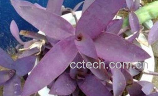 紫鸭趾草的功效与作用-1