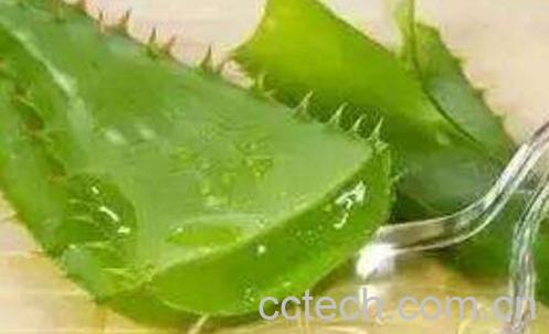 芦荟有哪些功效与作用-1