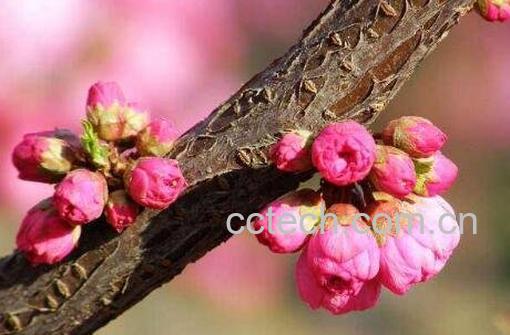 春天开的花有哪些 春季常见花种类介绍-0