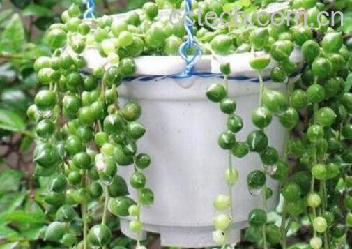珍珠吊兰的养殖方法和注意事项-1