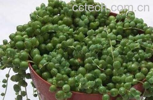 珍珠吊兰的养殖方法和注意事项-0