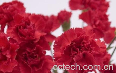 康乃馨的功效与禁忌-1