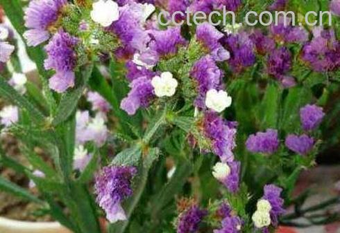 勿忘我的功效与禁忌-1