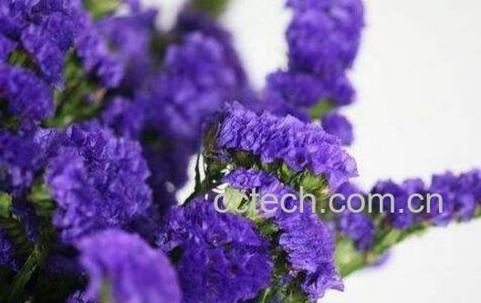 勿忘我的功效与禁忌-0