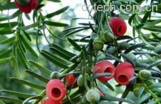 红豆杉的养殖方法-0