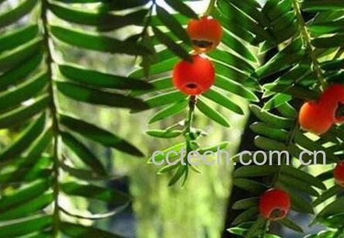 红豆杉的养殖方法-1