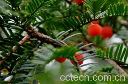 红豆杉移栽后注意事项-1