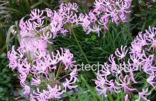 娜丽花的养殖方法和养殖注意事项-0