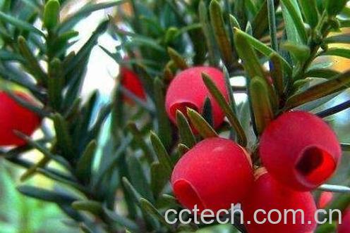 红豆杉移栽后注意事项-0