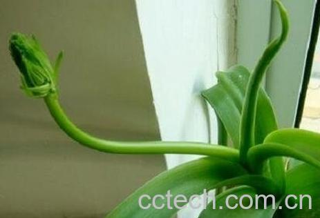 虎眼万年青的药用功效-0