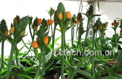 虎眼万年青的药用功效-1