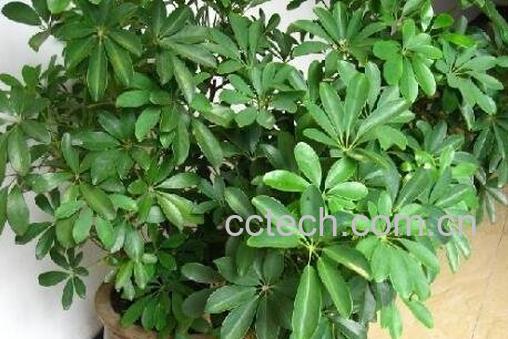 鸭掌木扦插步骤图解 鸭掌木的繁殖方式-0