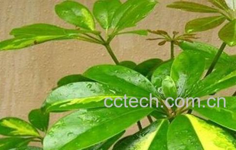 鸭掌木扦插步骤图解 鸭掌木的繁殖方式-1