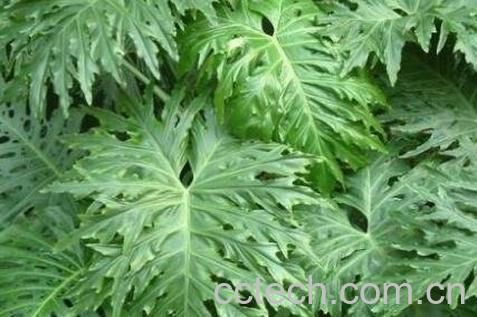 春羽的养殖方法和注意事项-0