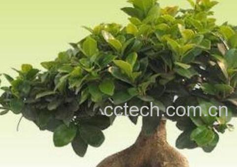 人参榕的养殖方法和注意事项-0