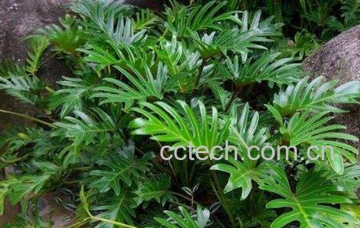 春羽的养殖方法和注意事项-1