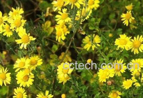 野菊花的功效与作用及服用禁忌-0