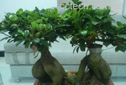 人参榕的养殖方法和注意事项-1