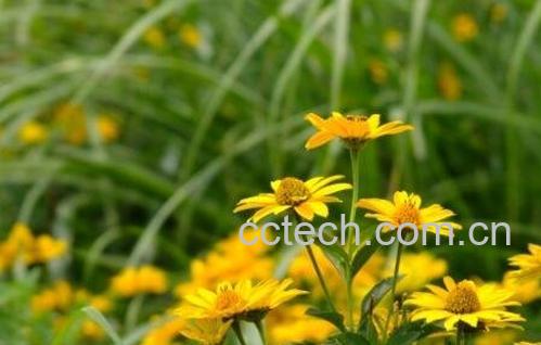 野菊花的功效与作用及服用禁忌-1