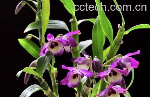 石斛兰的养殖方法-0