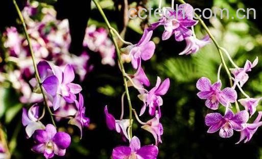 石斛兰的养殖方法-1