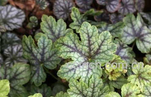 矾根怎么养殖 矾根的养殖方法-0