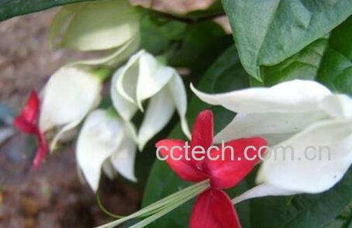 龙吐珠花怎么养 龙吐珠花怎么剪枝繁殖-0