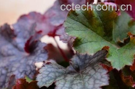 矾根怎么养殖 矾根的养殖方法-1