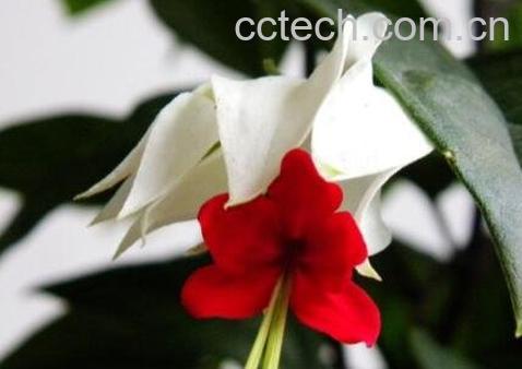 龙吐珠花怎么养 龙吐珠花怎么剪枝繁殖-1