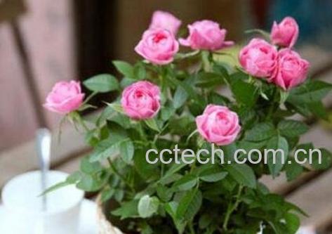 盆栽玫瑰花如何养殖-0