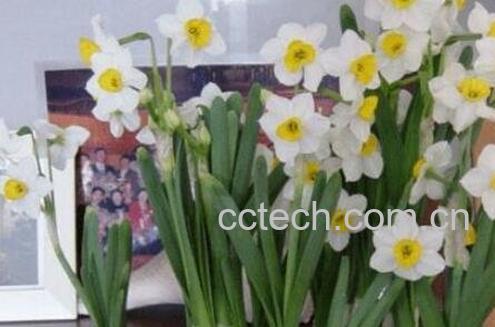 水仙花如何养殖方法-0