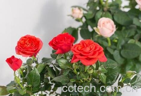 盆栽玫瑰花如何养殖-1
